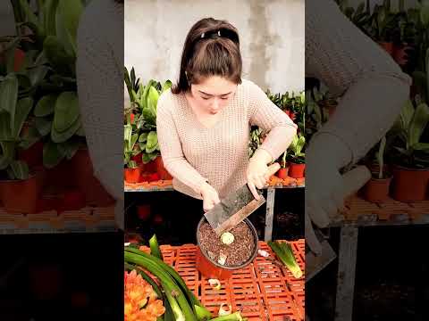 Photosynthesis Project Agriculture Share Family Flower growing experience