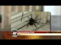 Overcoming Fear of Spiders