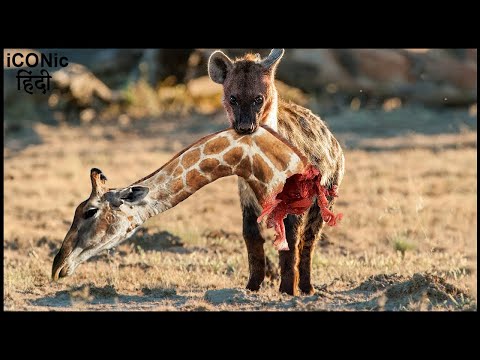 लकड़बग्घा के खौफनाक हमला  | Mother Giraffe Crazy When Hyenas Attack