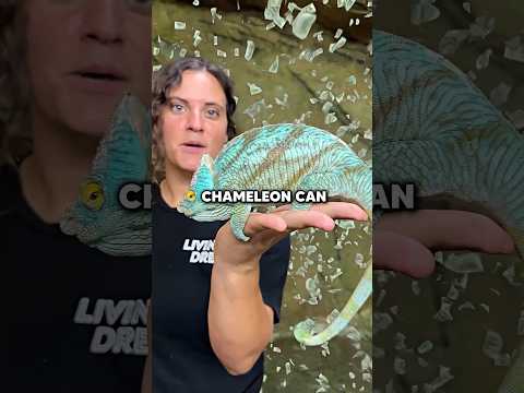 Chameleon Ranching Is Smart