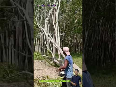 Sử dụng trí thông minh để hạ đốn những cây mục thẳng hàng