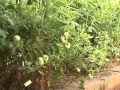 Gardening in Kansas: Crop Seasons