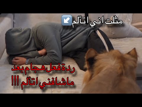 سويت نفسي اتألم شوفوا ردة فعل الأسد …