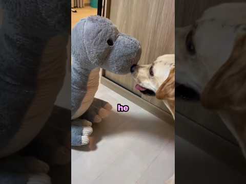 Dogs Crazy With Toys ๐