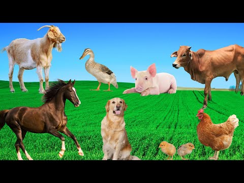 Farm Animal Sounds - Cow, Goat, Horse, Dog, Pig, Duck - Playful Animals