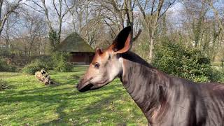 Guck mal - Happy Birthday Kisanga