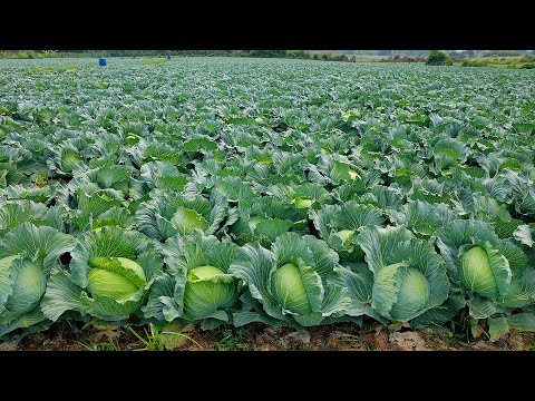 Cabbage Farming: A Step-by-Step Guide for Beginners - Agriculture