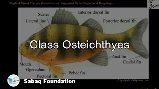 Class Osteichthyes