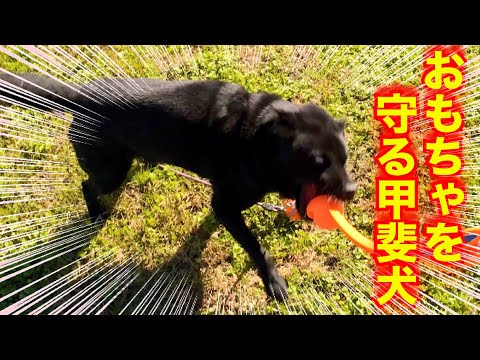 甲斐犬瑞稀くんのトイアグレッシブ改善計画！