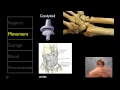 Understanding the Skeletal System