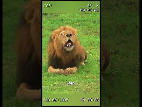 The lion king was ambushed by a black mamba. #wildanimals #animals #foryou