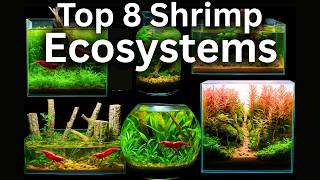 My 8 Best Shrimp Aquarium Ecosystems