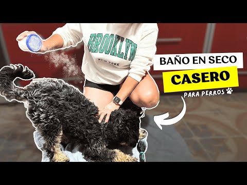 🚿COMO BAÑAR A UN PERRO🚿SIN AGUA Y EN SECO 🛁/FABI ZEA