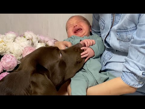 Cutest Labrador Thinks Baby is His Puppy