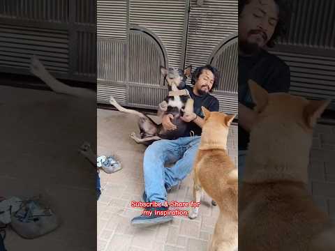 Street Dog Rescue: Spreading Love, Care, and Hope 🐕❤️ #DogCare #AnimalRescue