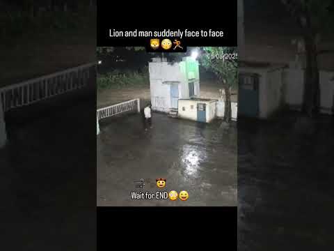 lion and man face to face | #lion #gir #asiaticlion #wildlife #gujarat #gujaratlions #lionvideo #yt