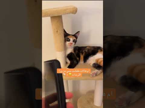 #cat #catfunny #اكسبلور #اكلتك #قطتي #قطط