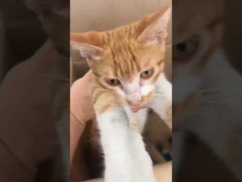 Annesi Şımartıyor🥰 #shorts #pati #pet #pets #cat #mom #baby #nature #keşfet #reels #viral @endogaltv