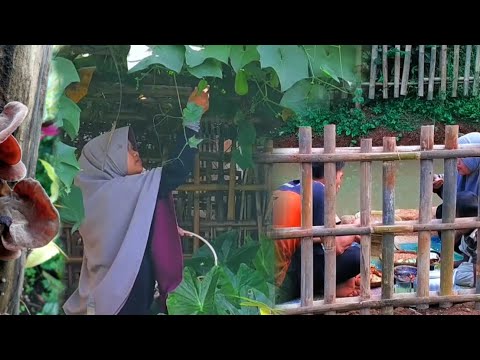 Panen Lejet , jamur kuping, dan cabai di kebun | masak sederhana di kampung