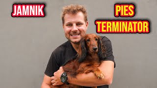 CIEKAWOSTKI O HODOWLI JAMNIKA W DOMU