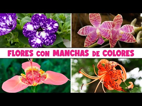 10 FLORES con MANCHAS muy DECORATIVAS