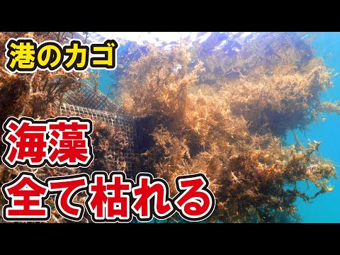 生き物だらけだったカゴの海藻が全て枯れるも、港の海底で遂に大量発芽！