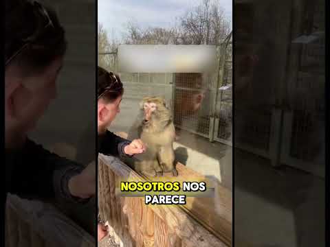 ¿Por qué los monos se sorprenden con la magia?
