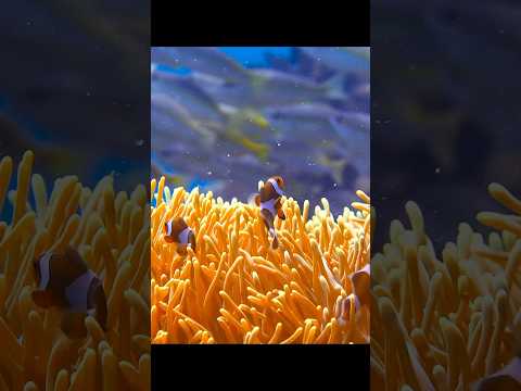 #wildlife #animals #ocean #oceanlife #waterlife