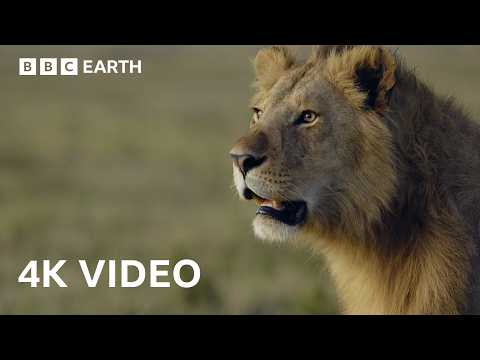 Greatest Fights in the Animal Kingdom In 4K | BBC Earth