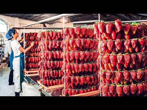 Dried Fruit Oranges, Strawberries,Tomato - Making Process from Dried Fruit in Factory - Dried Fruit