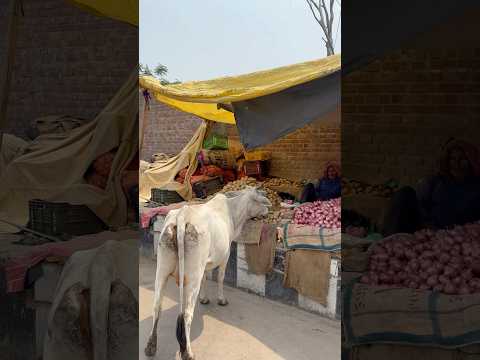 🥹😭जय गौ माता🐄 #help #youtube #please #india #share #videoviral #trendingvideoviral #please 🥹🙏