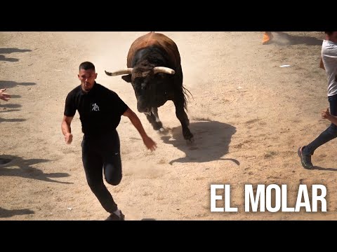 El Molar 2025 Encierro y Capea con Toros Bravos