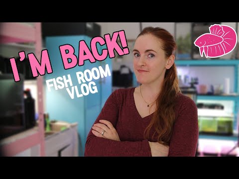 Simply Betta Fish Room Vlog! My Next Aquascapes?