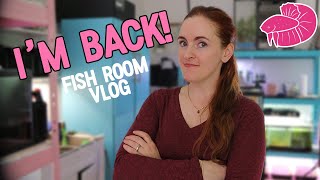 Simply Betta Fish Room Vlog! My Next Aquascapes?