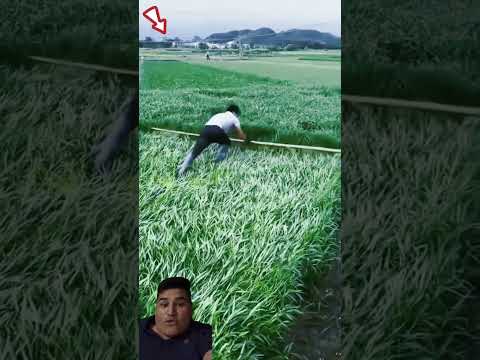 MAIZ #shorts #viral #ingenio #creativo #habilidades #herramientas #asiaticos #cultivos #maquinas