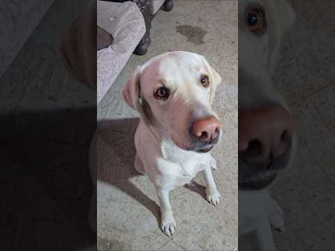 gar me sanp ๐๐|| #trending #viral #shotrs #dog #ashortaday