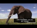 Elephant Dietary Needs and Consequences