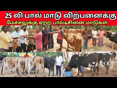 தமிழ்நாட்டில் யாரும் தரமுடியாத குறைந்த  விலையில் | பால் மாடு | சினை மாடு | அருள் மாட்டுப்பண்ணை