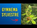Gymnema Sylvestre Health Benefits