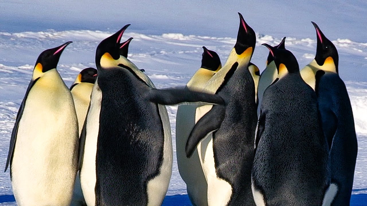 Emperor Penguins Fight Over Mate BBC Earth