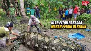 Viral di Kalimantan!! Seorang Petani Ditemukan di Dalam Perut Ular Piton Raksasa, Bikin Geger Warga