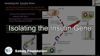 Isolating the Insulin Gene