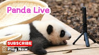 Panda Baby Goes Live?! Don’t Miss It | iPanda