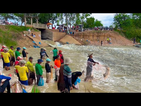 Real Life 100% Cast Net And Net Fishing In River At The Countryside (Part 15) #amazingfishinglife