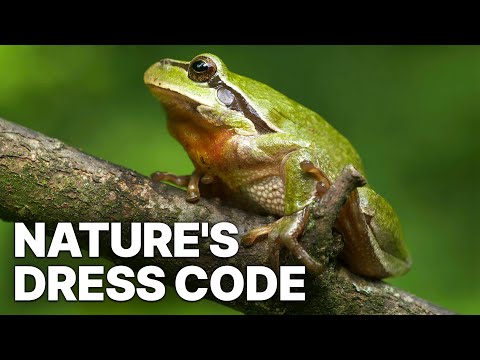 Nature's Dress Code | Nature Documentary