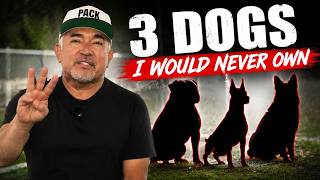 The 3 Dog Breeds People Fear the Most | Cesar Unleashed