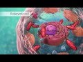 Cell Structure and Function Concepts