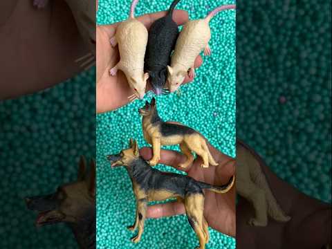 Mouse, dog