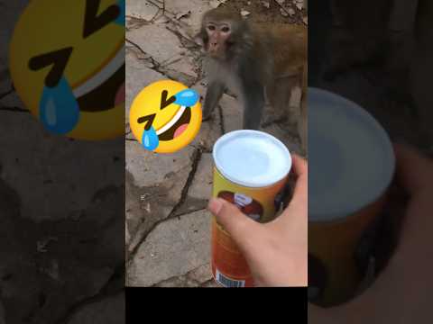 🤣Prank on monkey 🐒 #love #song #music #funny