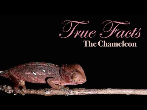 True Facts About The Chameleon - YouTube(3分30秒)